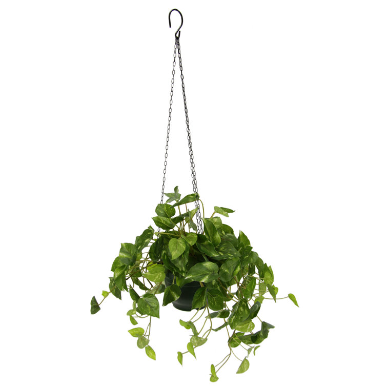 The Seasonal Aisle Hanging Foliage Plant & Reviews Wayfair.co.uk